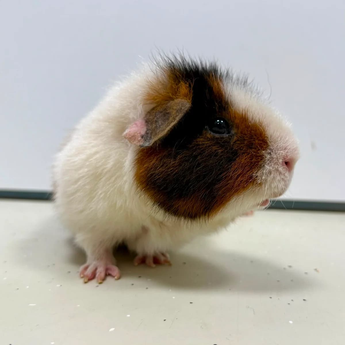 Happy, mixed breed for adoption at Dierentehuis Arnhem