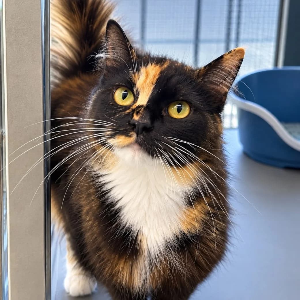 Hazel, female young mixed breed for adoption at Dierentehuis Arnhem
