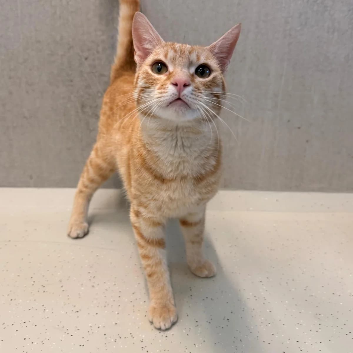 Iggy, male young European Shorthair for adoption at Dierentehuis Arnhem