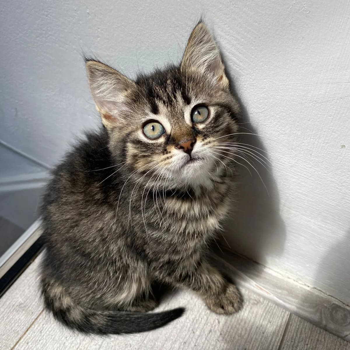 Jet, female puppy European Shorthair for adoption at Dierentehuis Arnhem