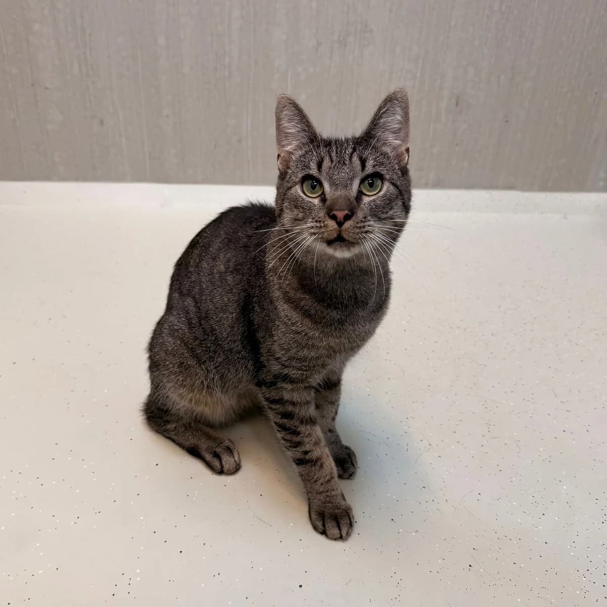 Jip, male 4yo European Shorthair for adoption at Dierentehuis Arnhem