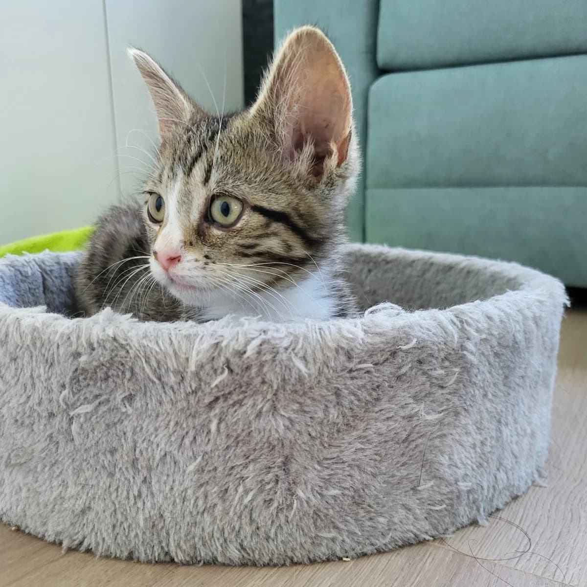 Josje, female puppy European Shorthair for adoption at Dierentehuis Arnhem