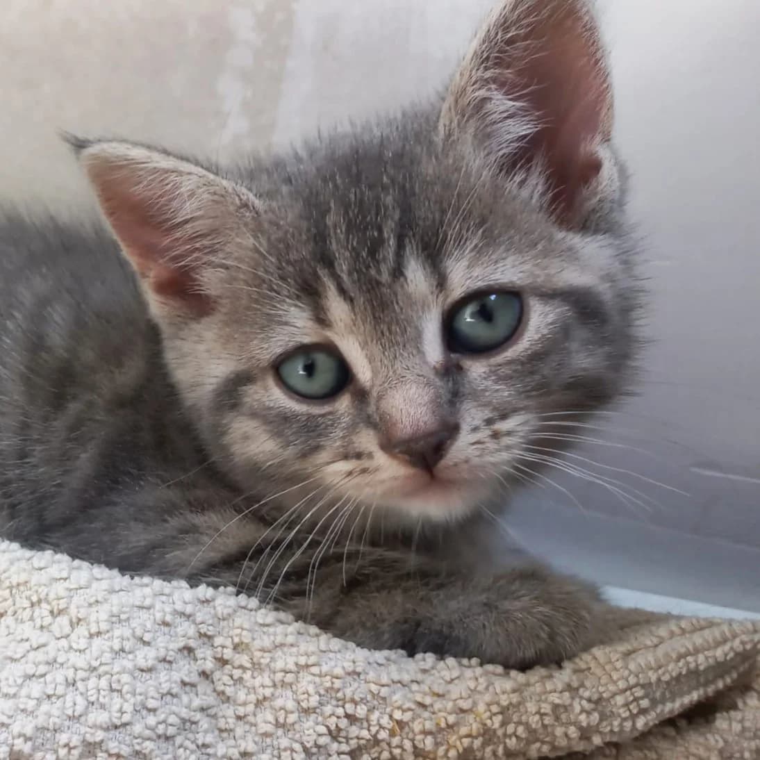 Kiki, female puppy European Shorthair for adoption at Dierentehuis Arnhem