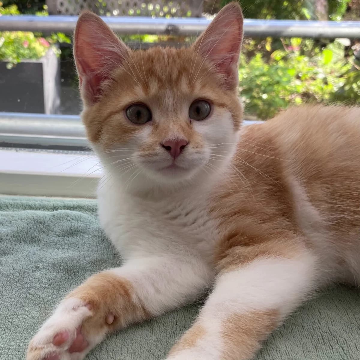 Kim, female puppy European Shorthair for adoption at Dierentehuis Arnhem