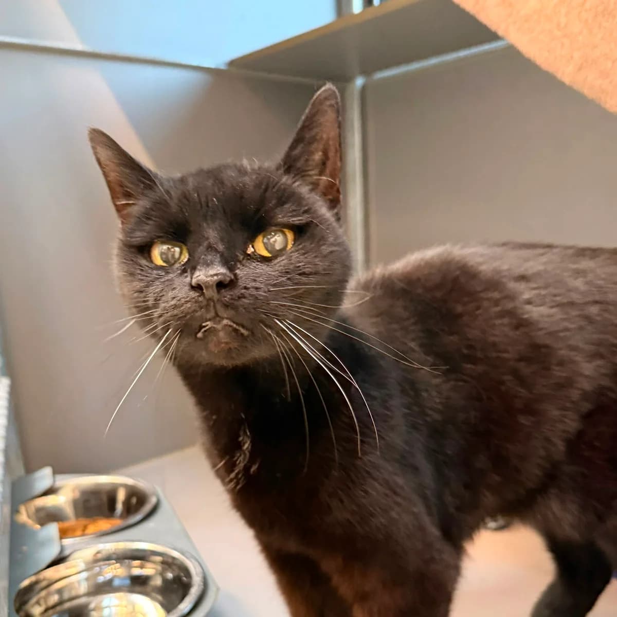 Kira, female senior European Shorthair for adoption at Dierentehuis Arnhem