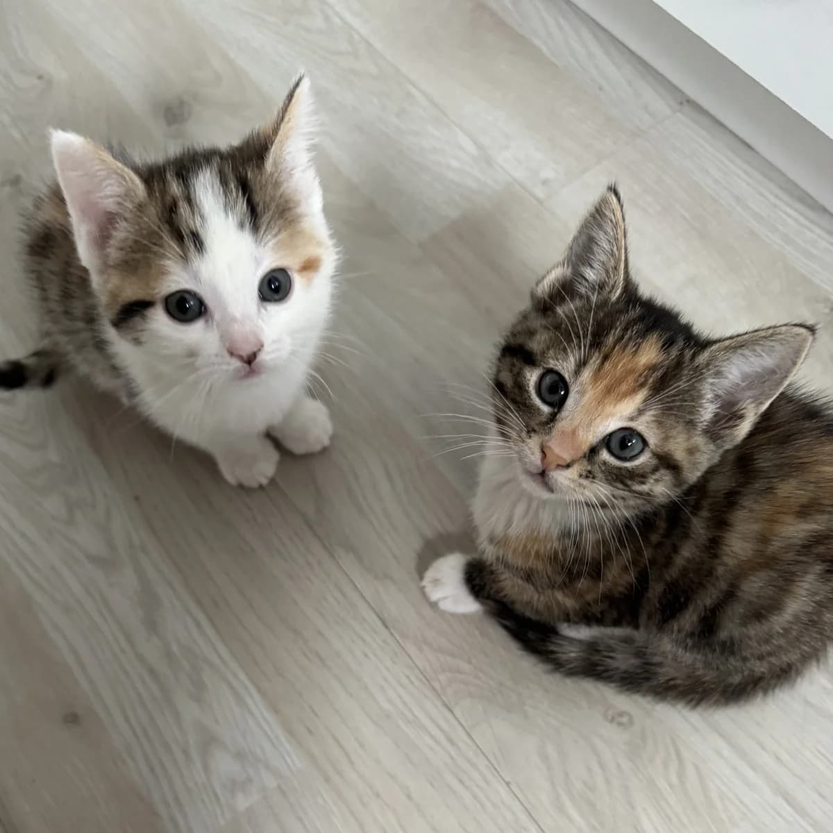Kyra & Happy, wit female puppy European Shorthair for adoption at Dierentehuis Arnhem