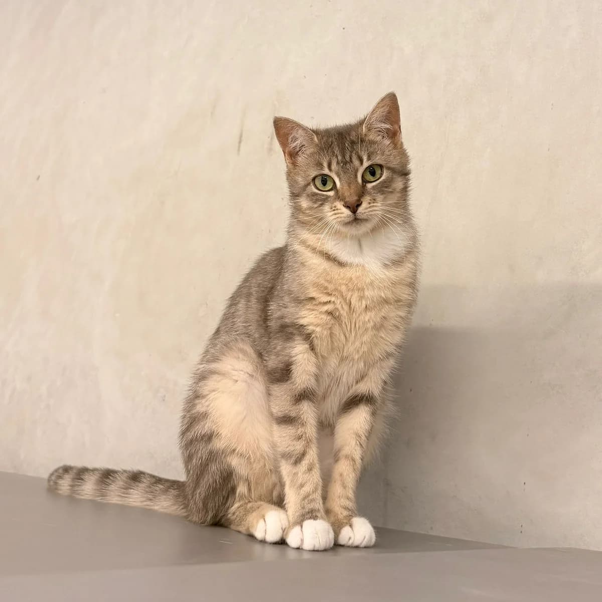 Lena, female young European Shorthair for adoption at Dierentehuis Arnhem