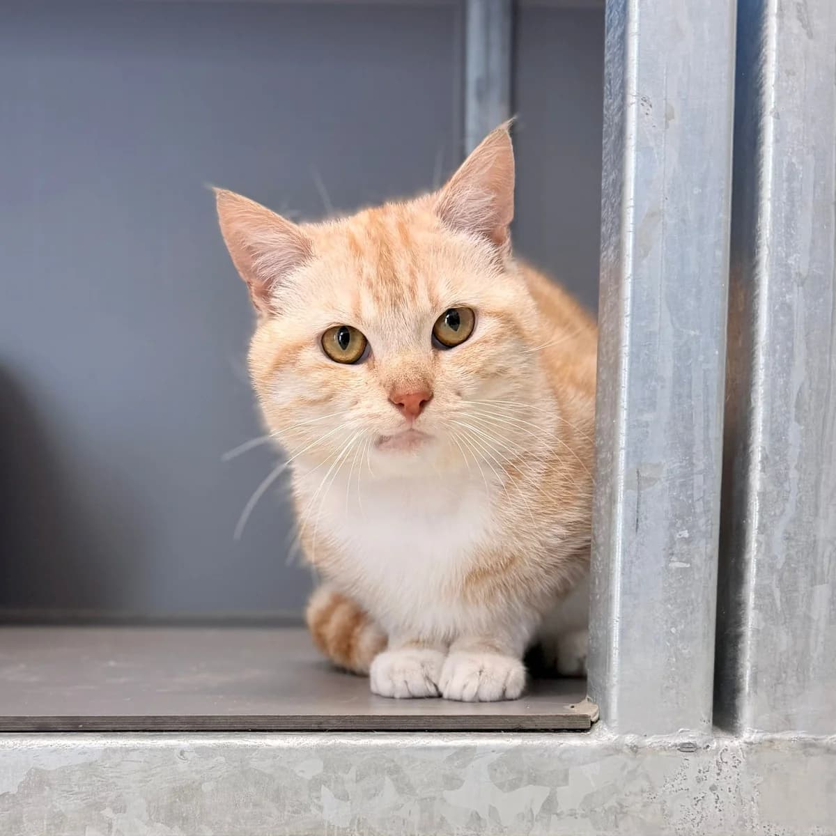 Liam, male 5yo European Shorthair for adoption at Dierentehuis Arnhem