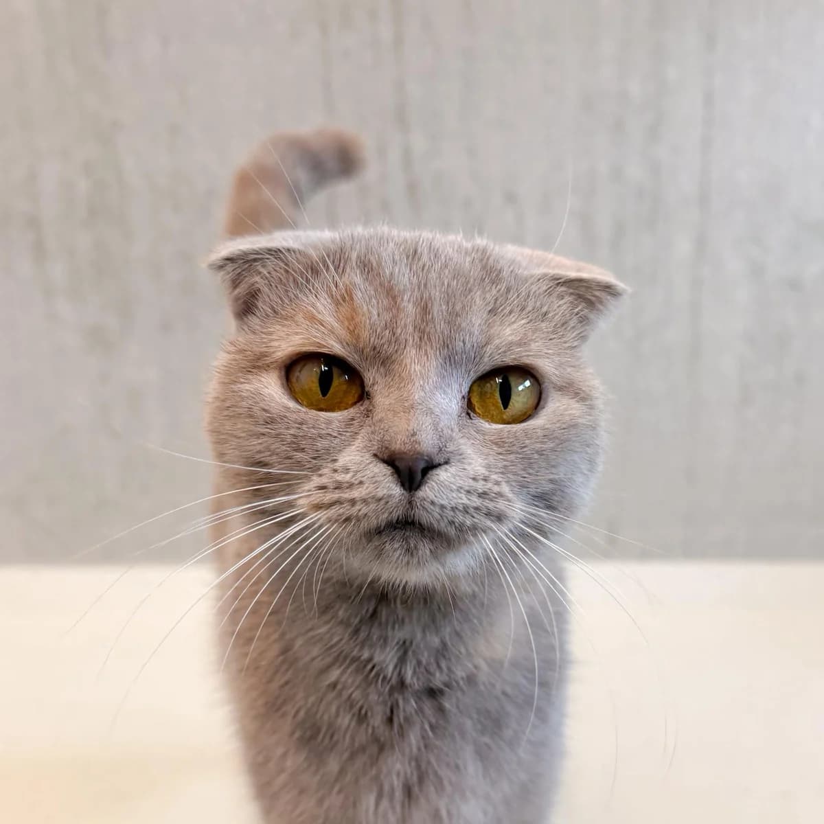 Lieve, female young Mixed Breed for adoption at Dierentehuis Arnhem