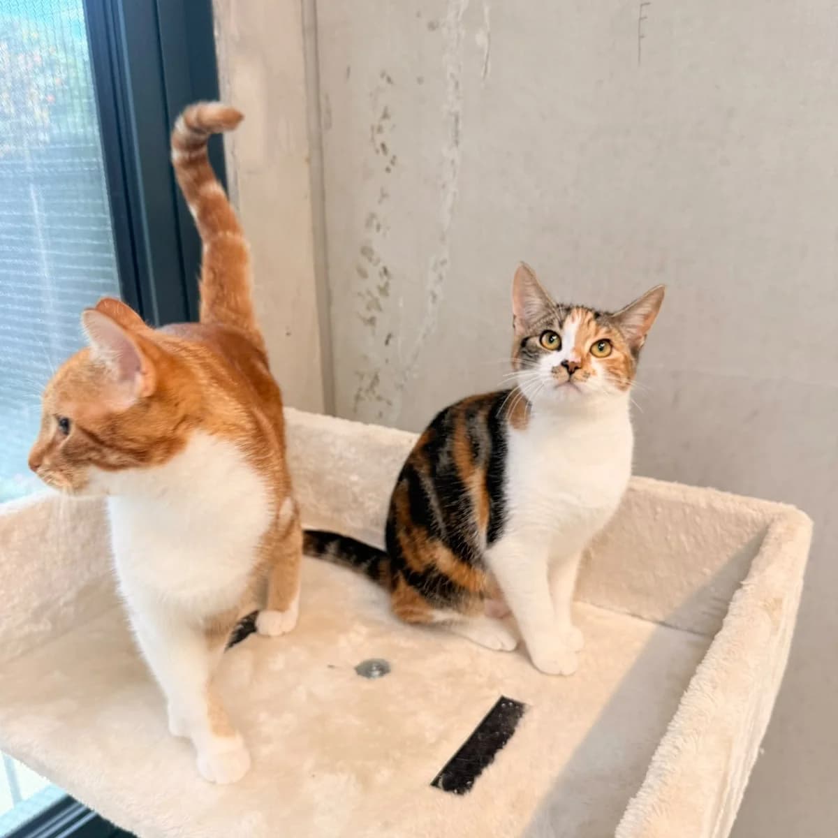 Lilo & Stitch, grijs female puppy European Shorthair for adoption at Dierentehuis Arnhem