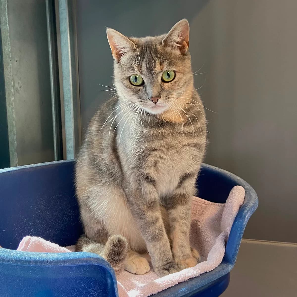 Lily, female young European Shorthair for adoption at Dierentehuis Arnhem