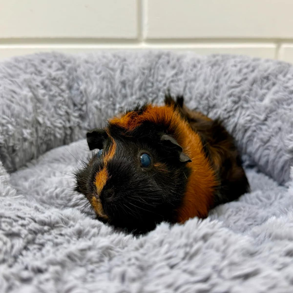 Loes, senior mixed breed for adoption at Dierentehuis Arnhem