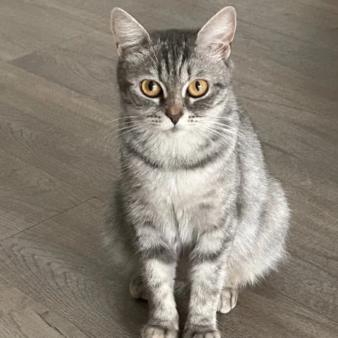 Lotte, female young British Shorthair for adoption at Dierentehuis Arnhem