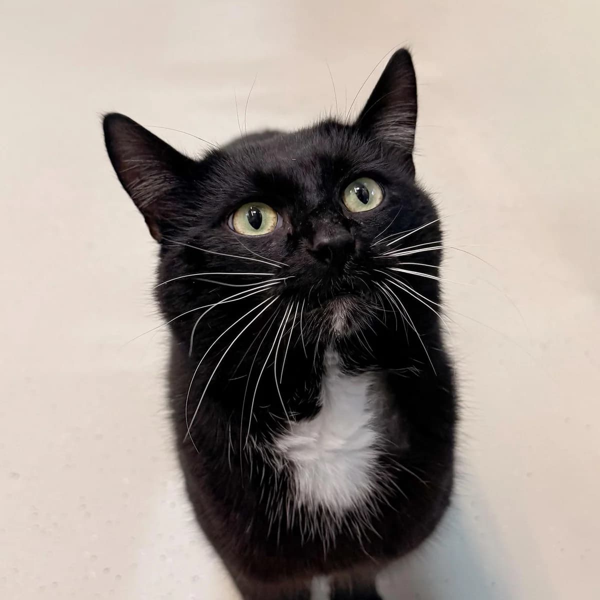 Louis, male 7yo European Shorthair for adoption at Dierentehuis Arnhem