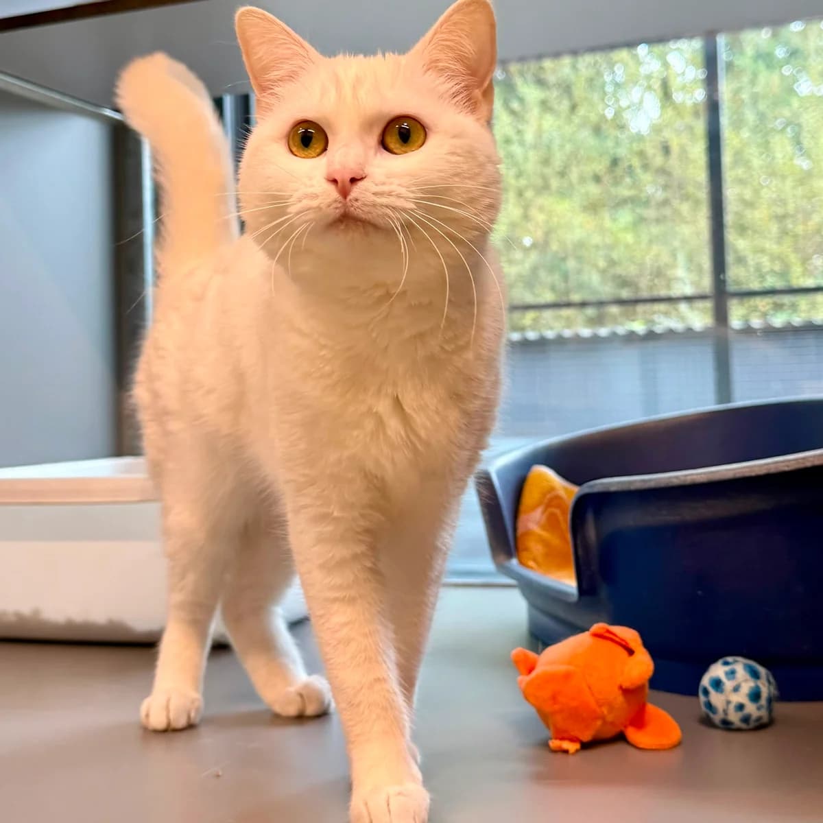 Lumi, female young European Shorthair for adoption at Dierentehuis Arnhem
