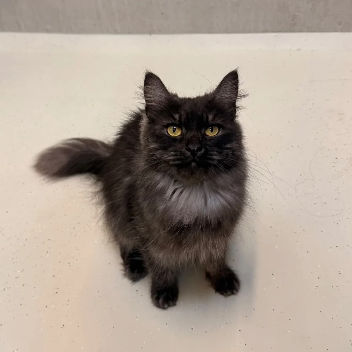 Maple, female young Maine Coon for adoption at Dierentehuis Arnhem