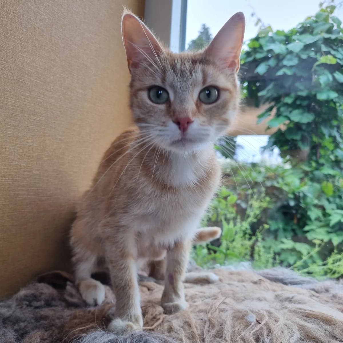Maxima, female 6yo European Shorthair for adoption at Dierentehuis Arnhem