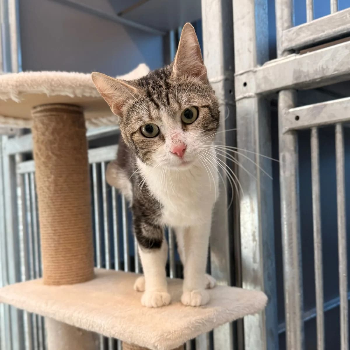 Mick & Abel, male young European Shorthair for adoption at Dierentehuis Arnhem