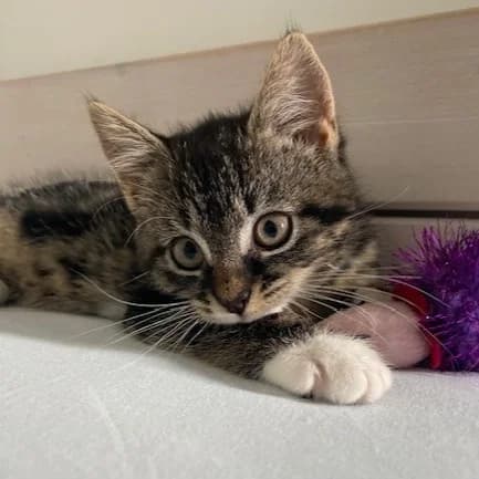 Mies, female puppy European Shorthair for adoption at Dierentehuis Arnhem
