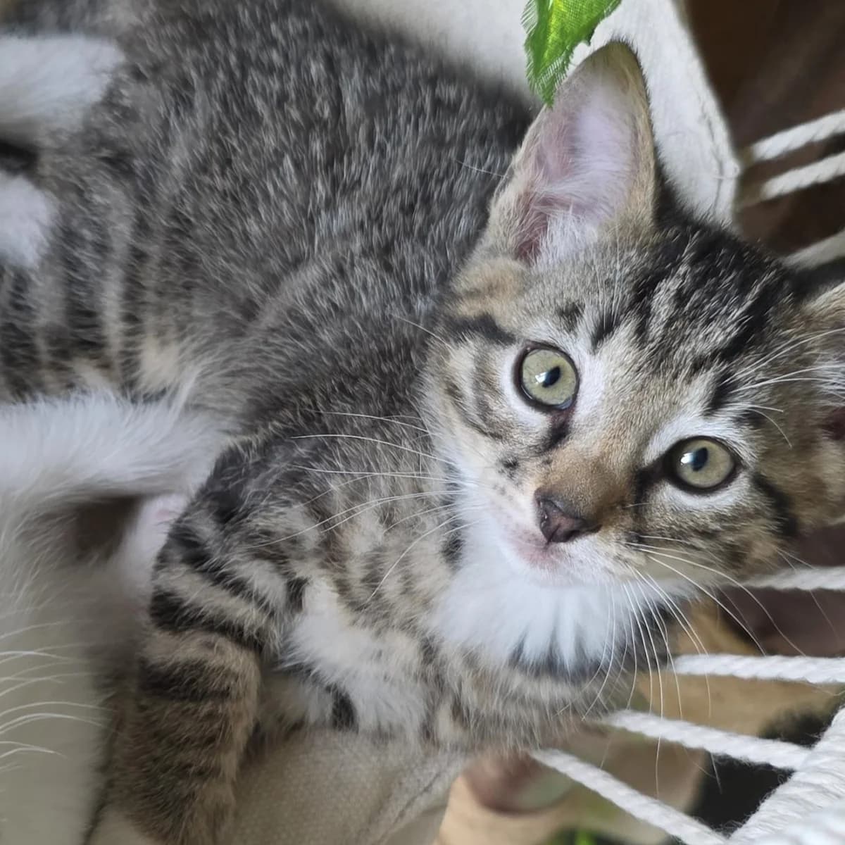 Mika, male puppy European Shorthair for adoption at Dierentehuis Arnhem