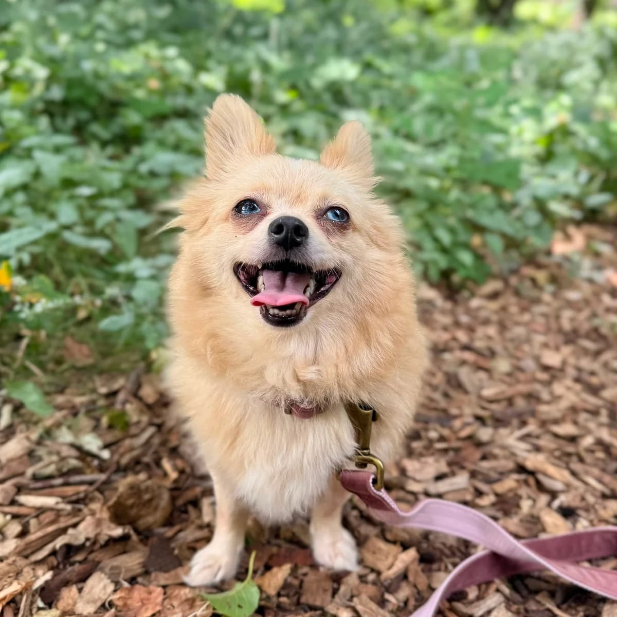 Mila, female 4yo Chihuahua for adoption at Dierentehuis Arnhem