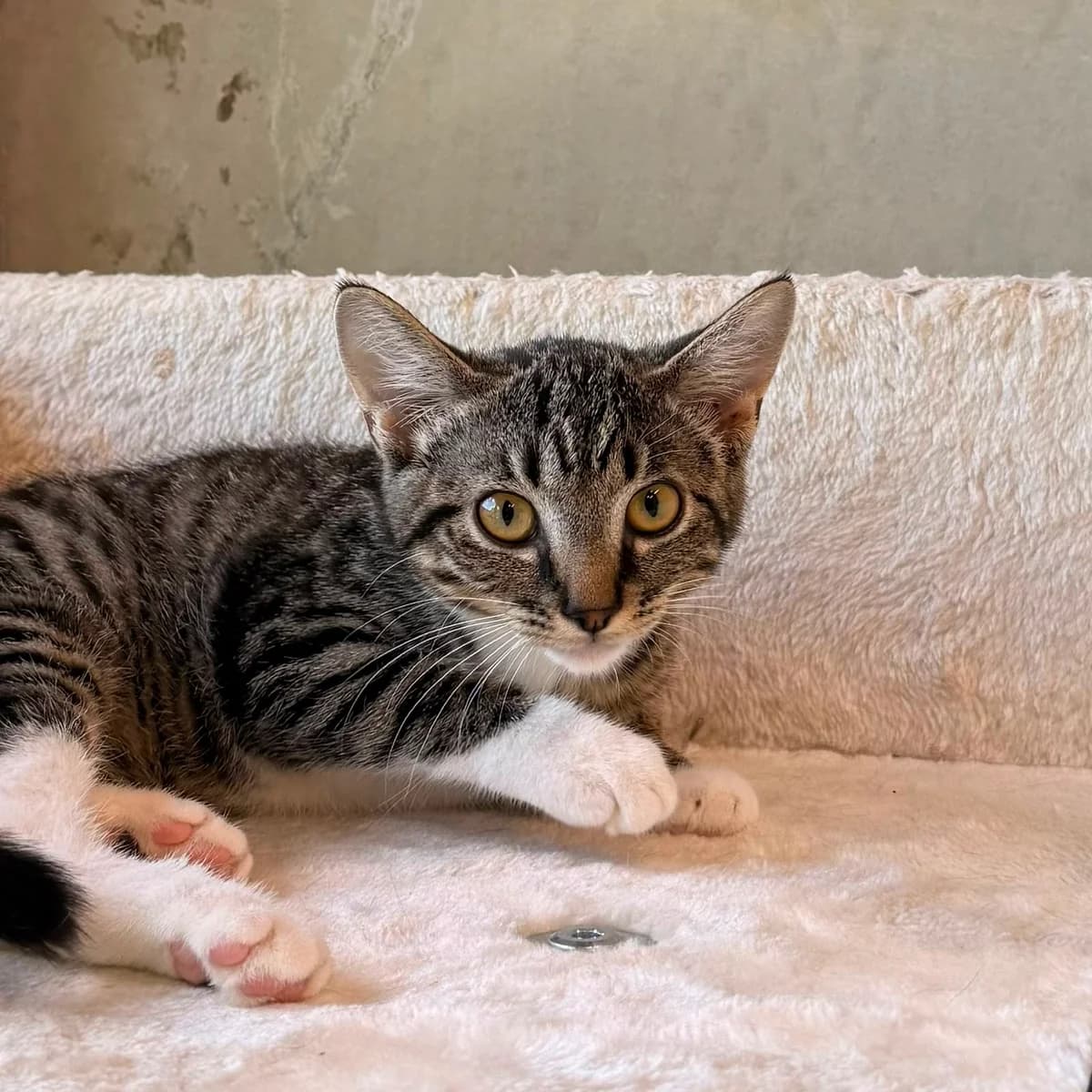 Mila, female puppy European Shorthair for adoption at Dierentehuis Arnhem