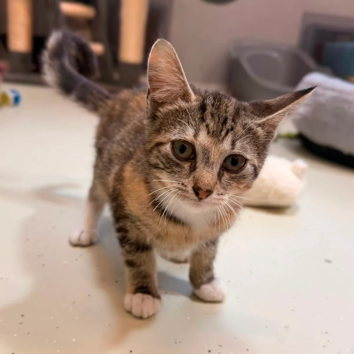 Milly, female puppy European Shorthair for adoption at Dierentehuis Arnhem