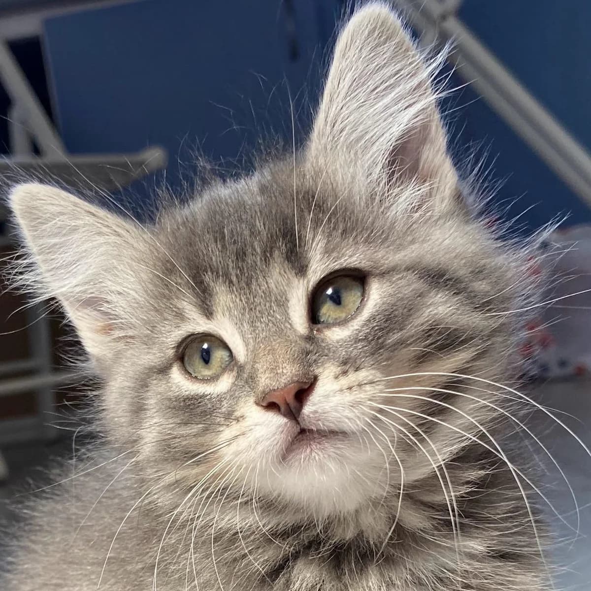 Mimi, female puppy European Shorthair for adoption at Dierentehuis Arnhem
