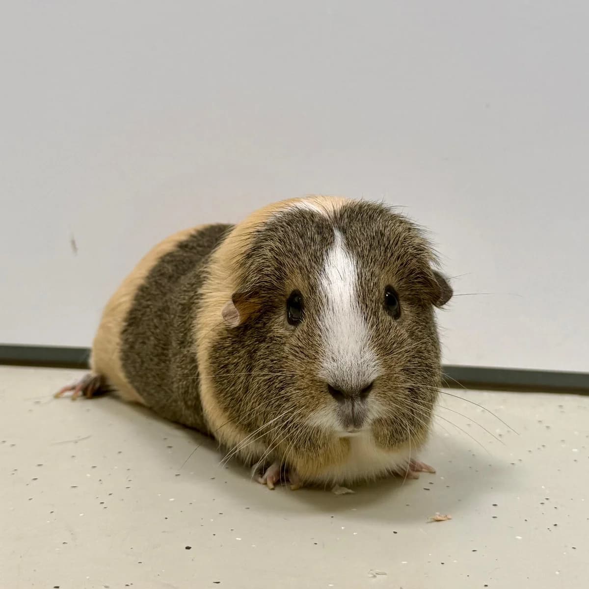 Molly, 6yo mixed breed for adoption at Dierentehuis Arnhem
