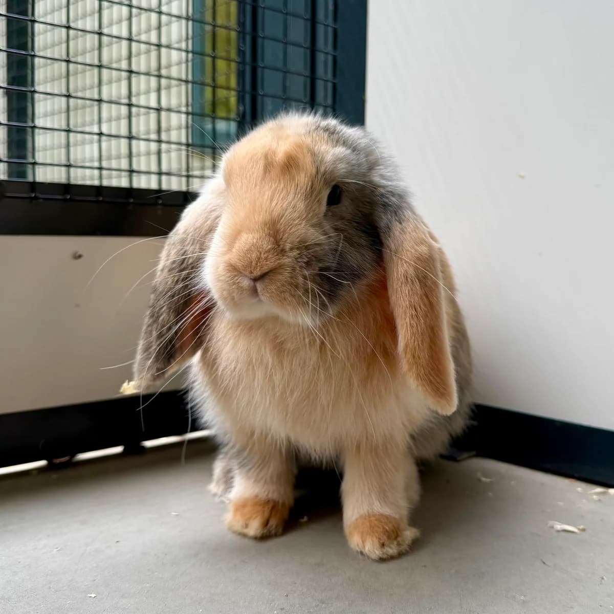 Nila, female puppy mixed breed for adoption at Dierentehuis Arnhem