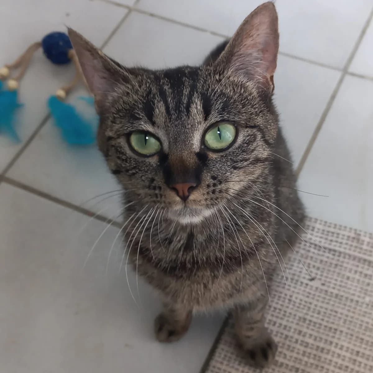 Noortje, female young European Shorthair for adoption at Dierentehuis Arnhem