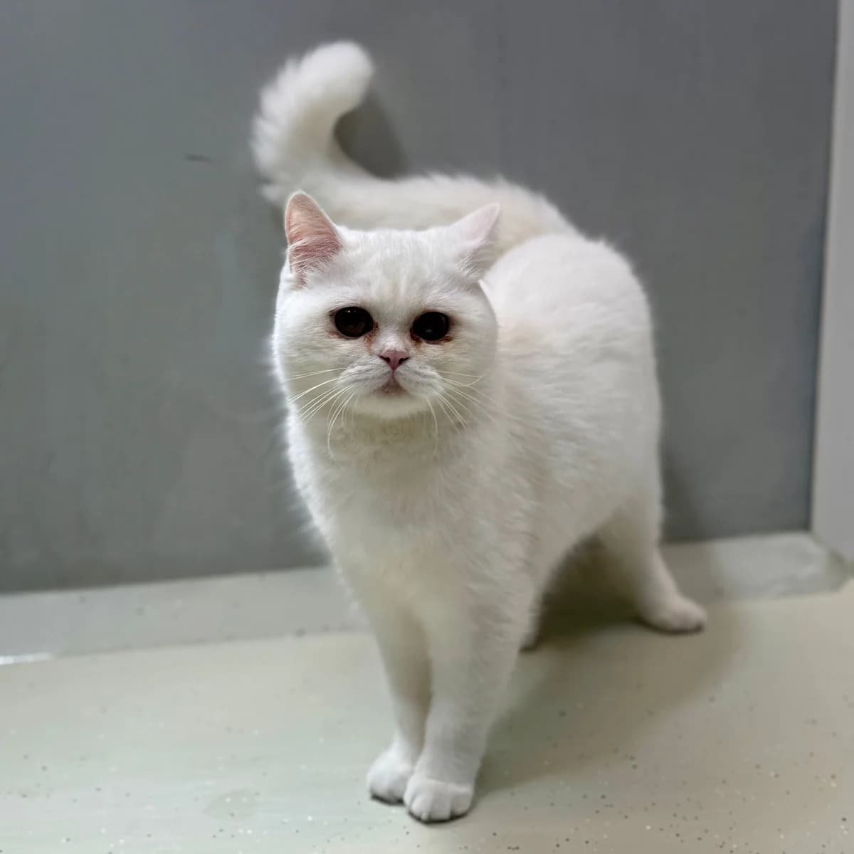 Odette, female young mixed breed for adoption at Dierentehuis Arnhem