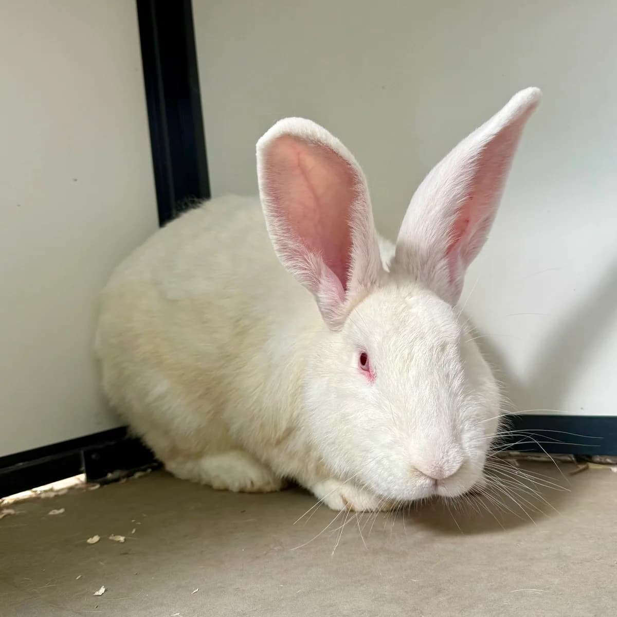Olaf, male mixed breed for adoption at Dierentehuis Arnhem