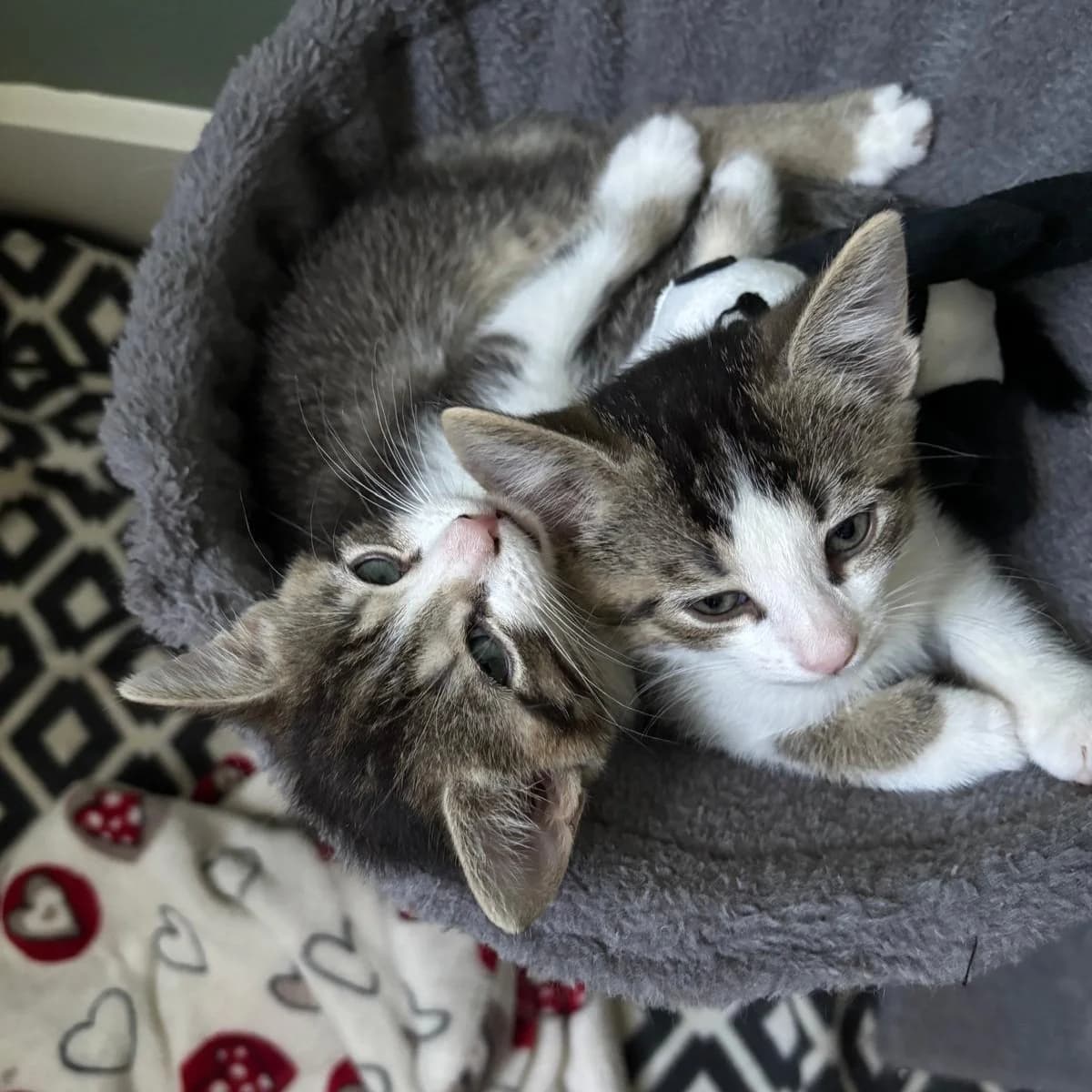 Ollie & Jopie, male puppy European Shorthair for adoption at Dierentehuis Arnhem