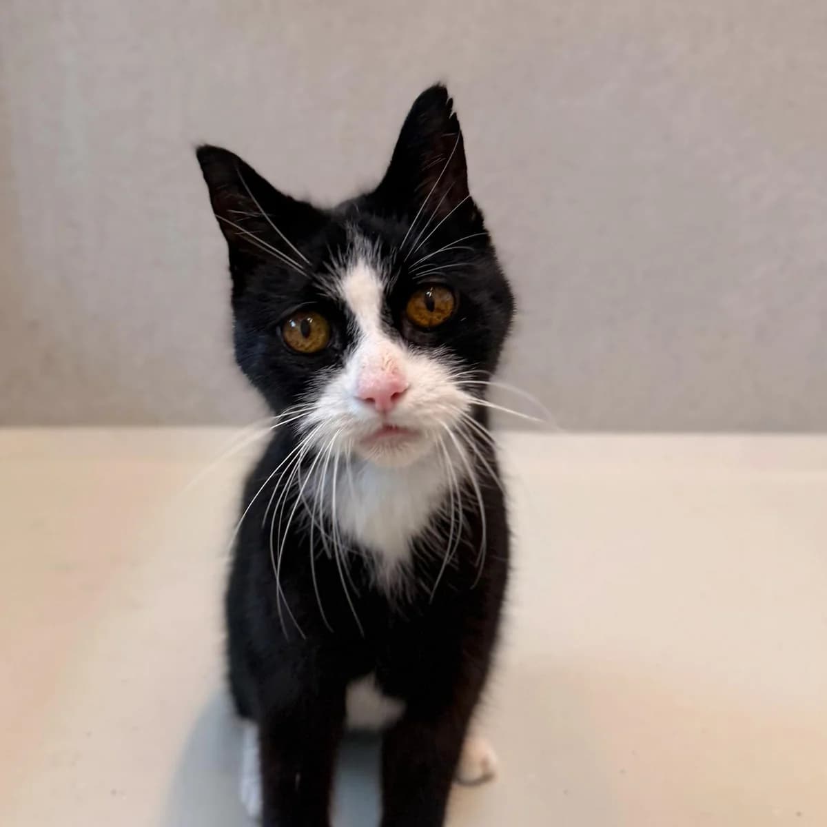 Oscar, male senior Mixed Breed for adoption at Dierentehuis Arnhem