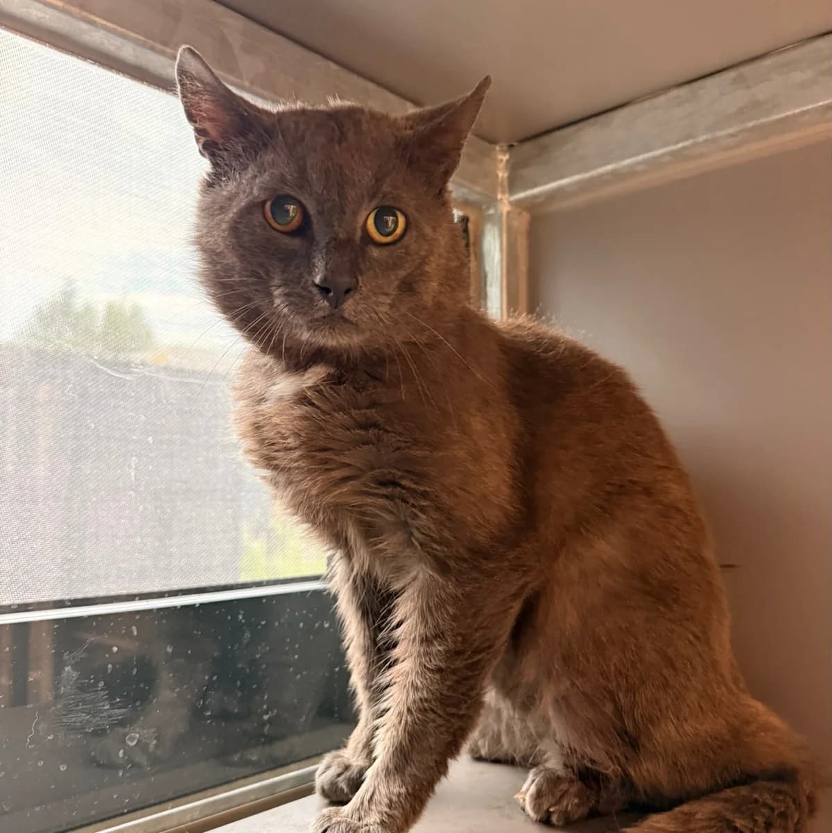 Otto, male senior European Shorthair for adoption at Dierentehuis Arnhem