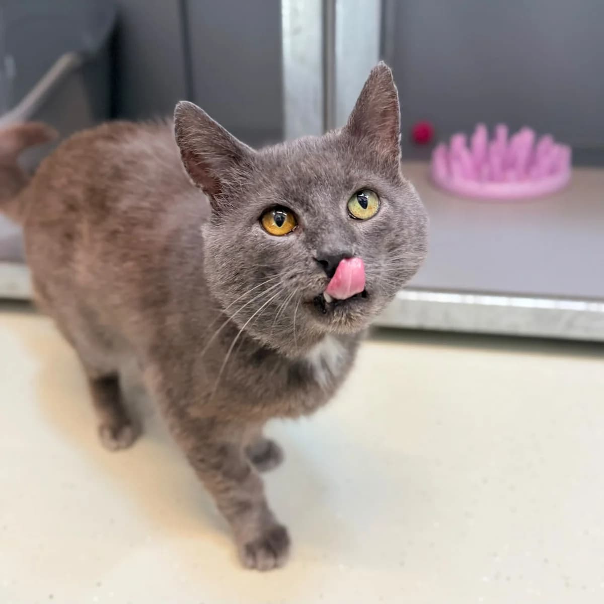 Otto, male senior European Shorthair for adoption at Dierentehuis Arnhem