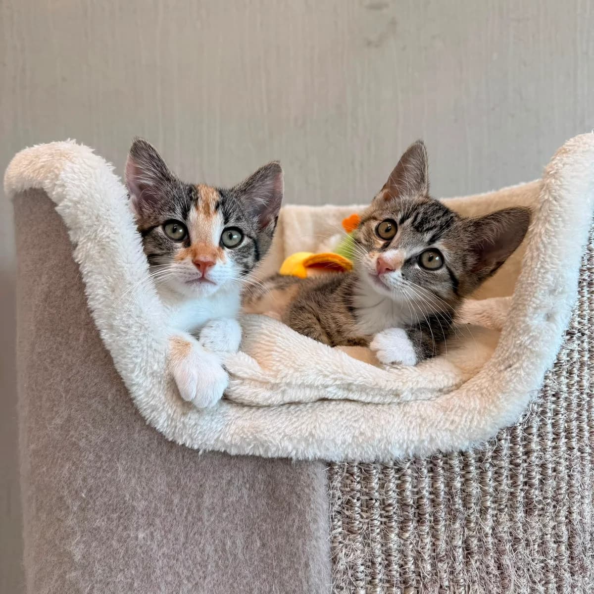 Pien & Lola, female puppy European Shorthair for adoption at Dierentehuis Arnhem
