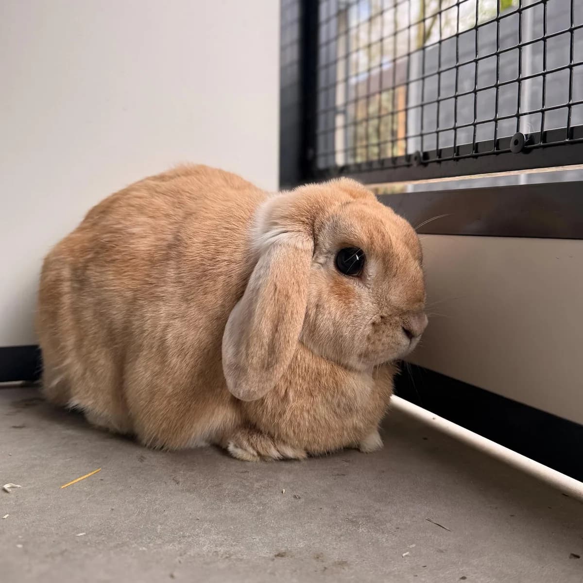 Piet, female 7yo mixed breed for adoption at Dierentehuis Arnhem