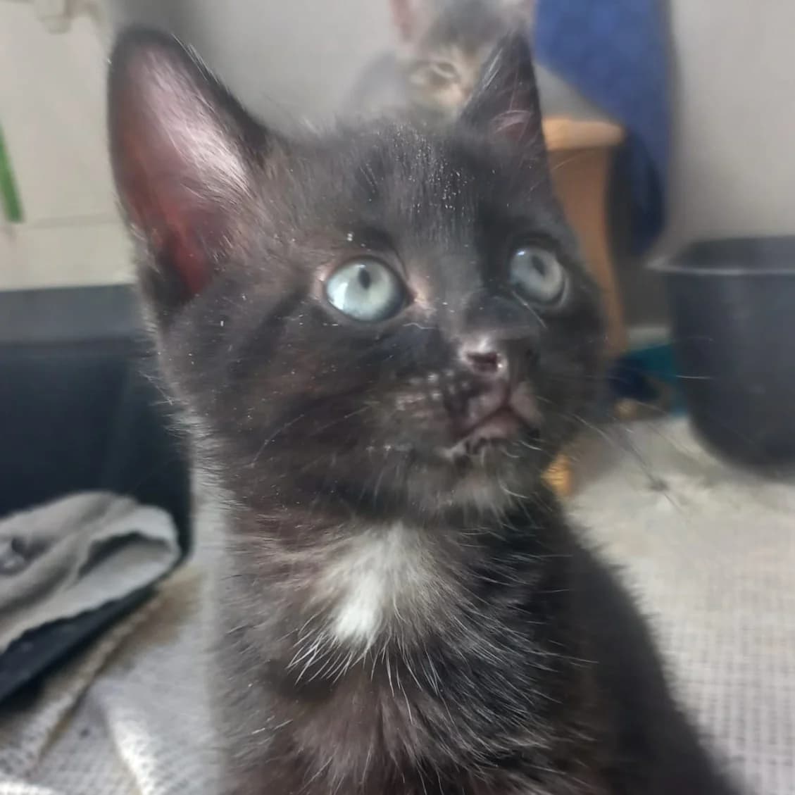 Pieternel, female puppy European Shorthair for adoption at Dierentehuis Arnhem