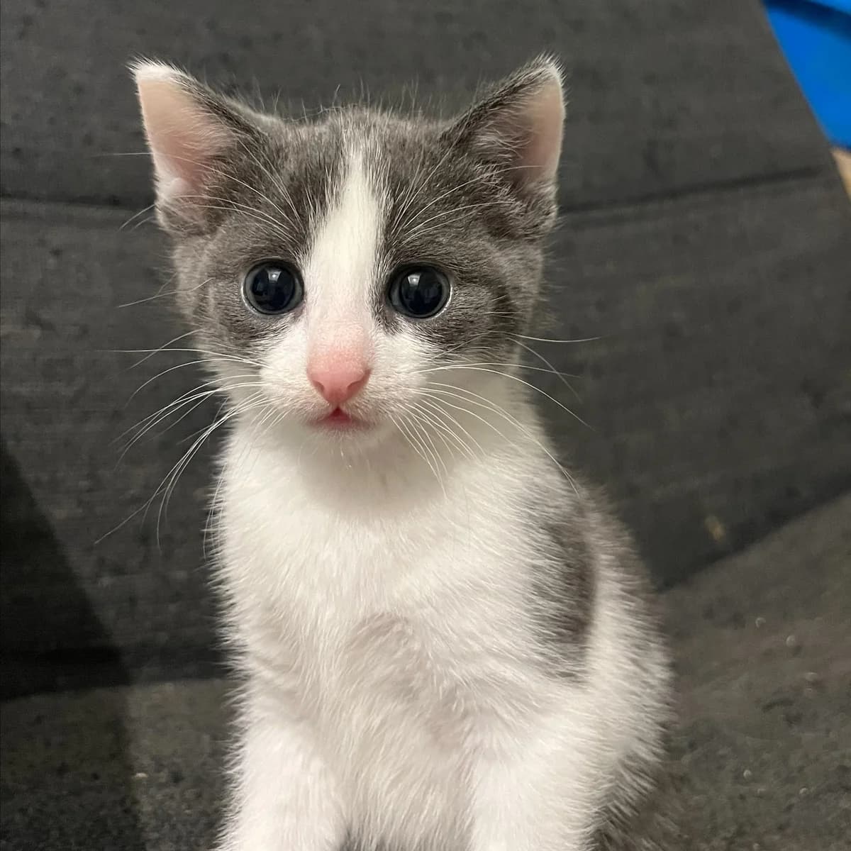 Pippa & Muis, female puppy European Shorthair for adoption at Dierentehuis Arnhem