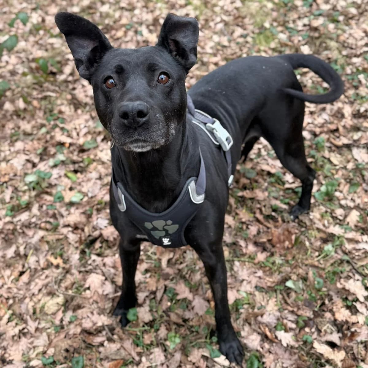 Pippi, female 5yo Mixed Breed for adoption at Dierentehuis Arnhem