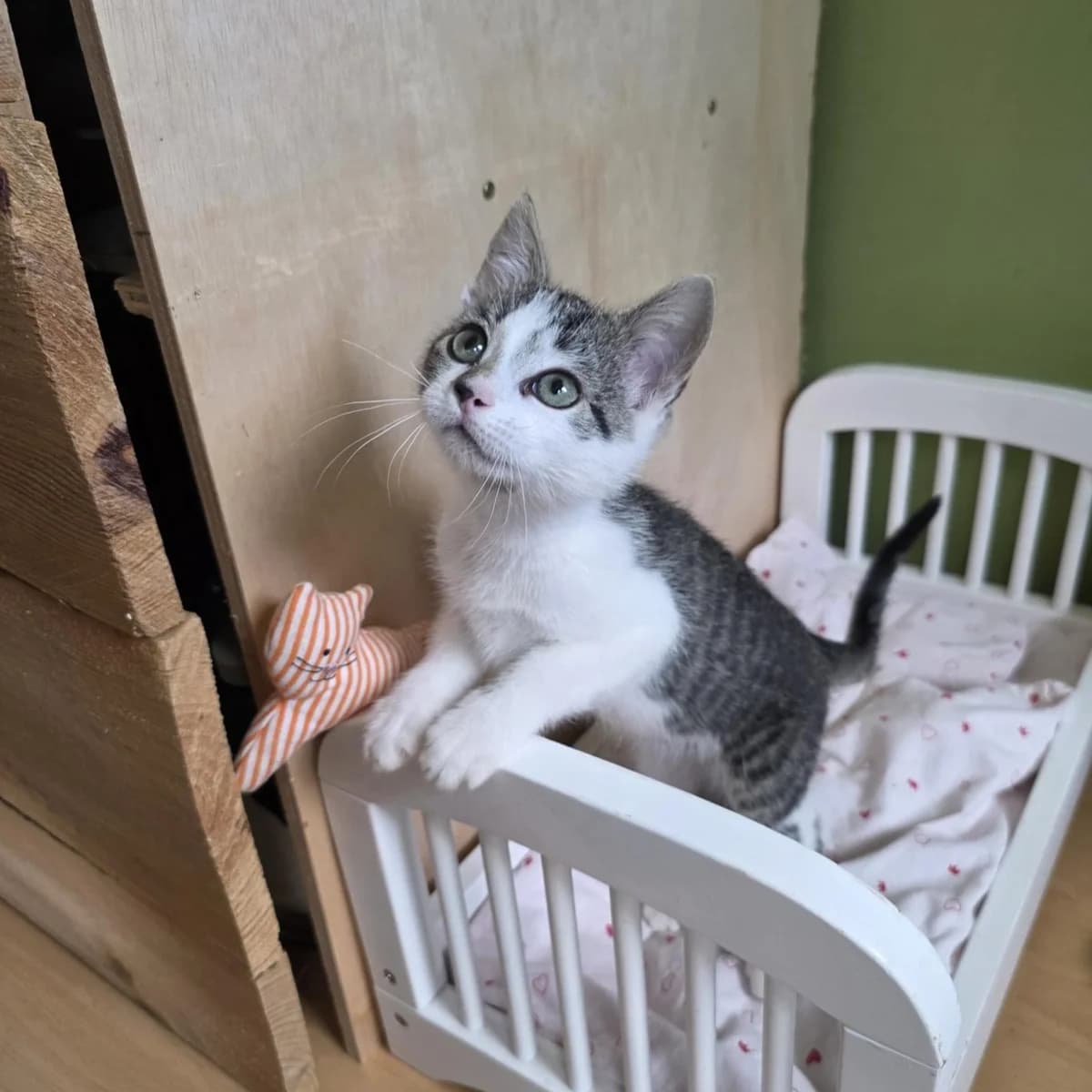 Pixie, female puppy European Shorthair for adoption at Dierentehuis Arnhem