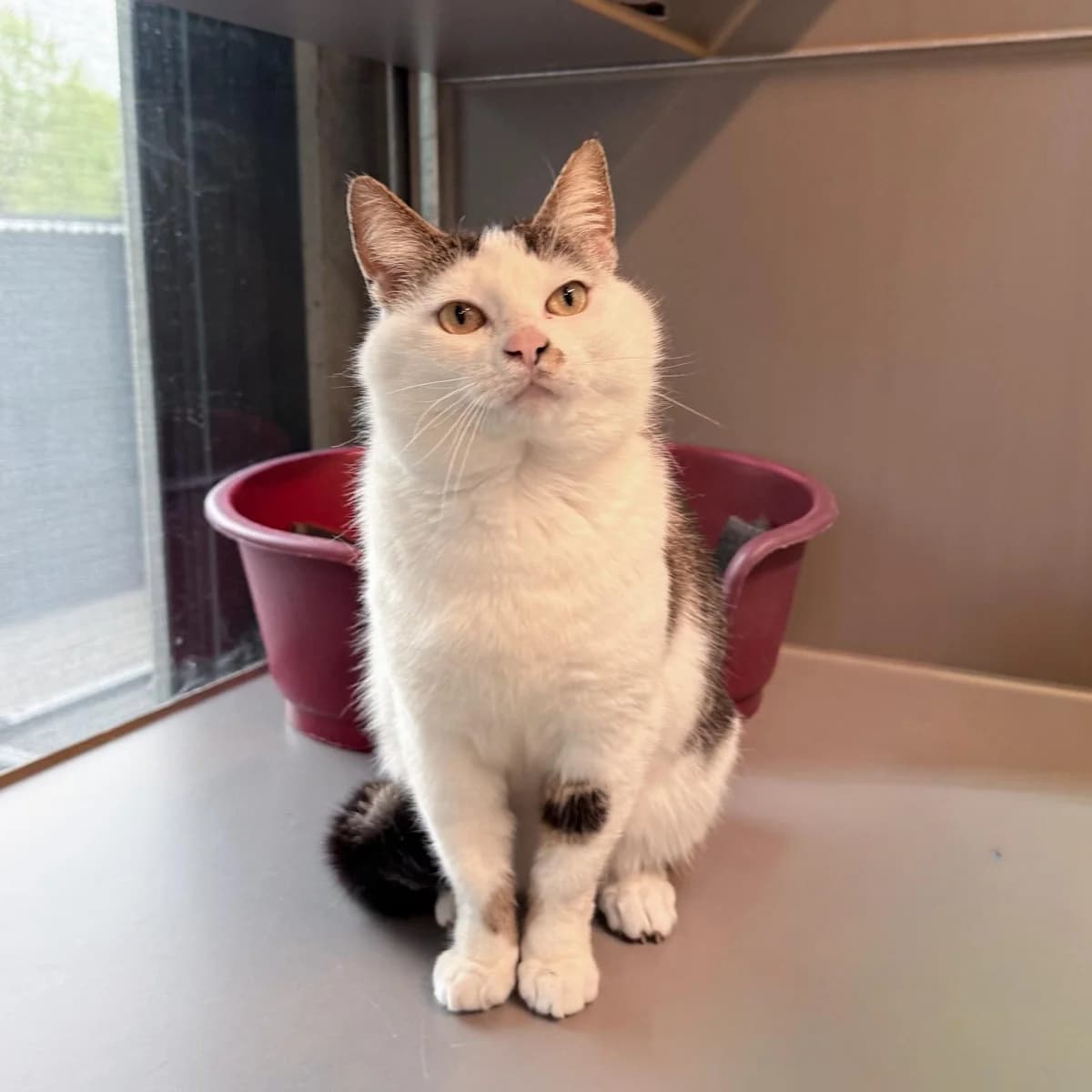 Pleun, female 4yo Mixed Breed for adoption at Dierentehuis Arnhem