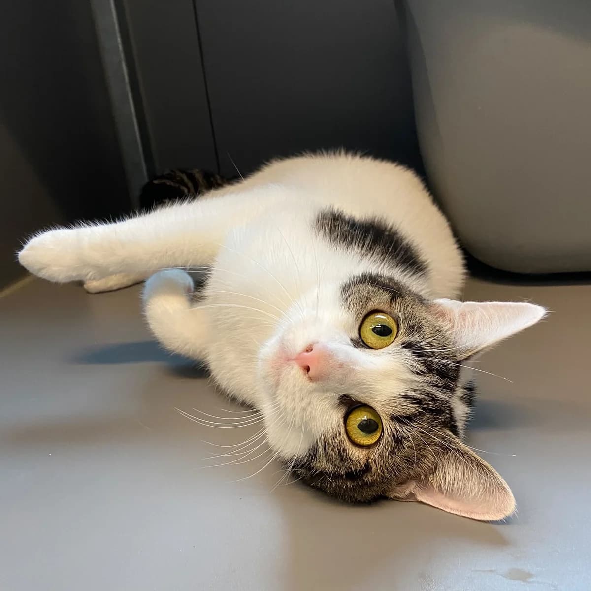Remy, male young European Shorthair for adoption at Dierentehuis Arnhem