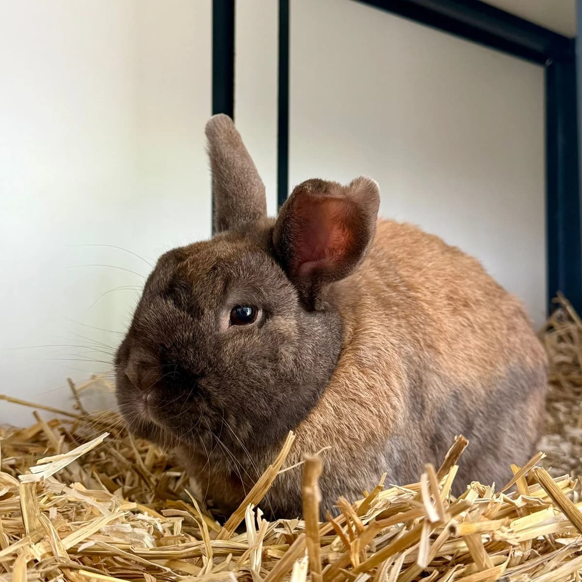 Roderick, male senior Mixed Breed for adoption at Dierentehuis Arnhem