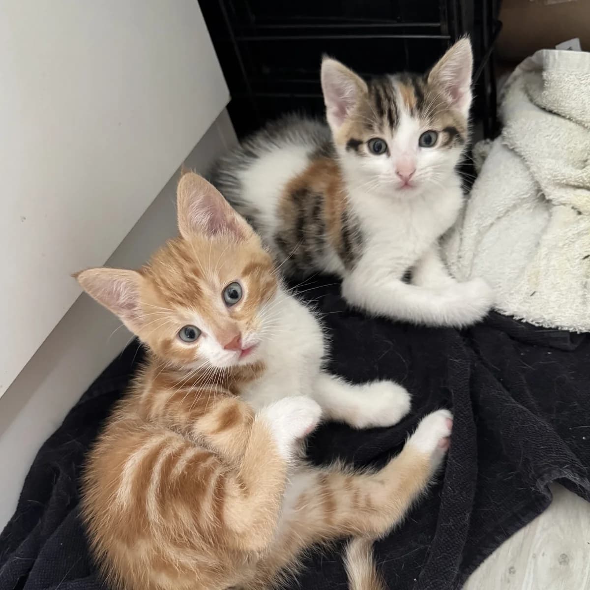 Ronnie & Jip, rood male puppy European Shorthair for adoption at Dierentehuis Arnhem