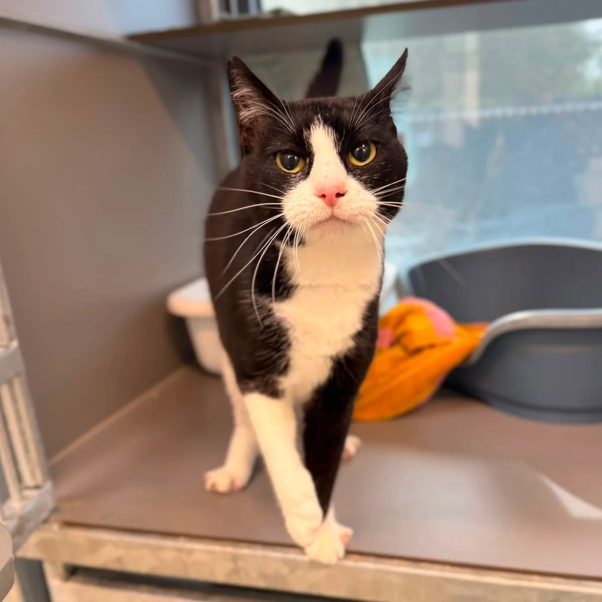 Roos, female senior European Shorthair for adoption at Dierentehuis Arnhem