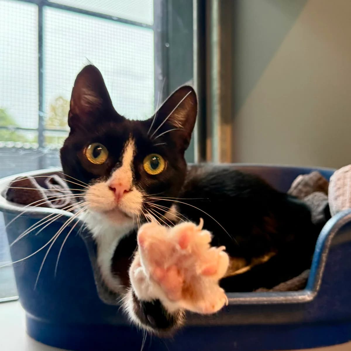 Sadie, female young European Shorthair for adoption at Dierentehuis Arnhem