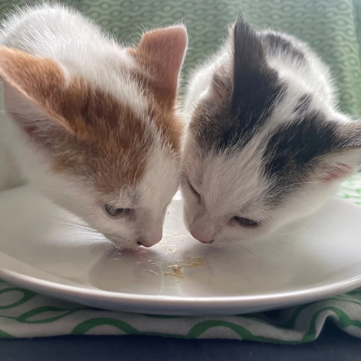 Salie & Anijs, wit female puppy European Shorthair for adoption at Dierentehuis Arnhem